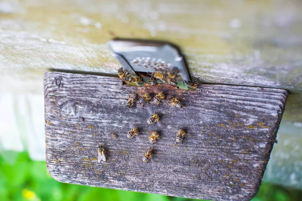 Οι μέλισσες στην κυψέλη μπροστινή είσοδο γκρο πλαν — Φωτογραφία Αρχείου