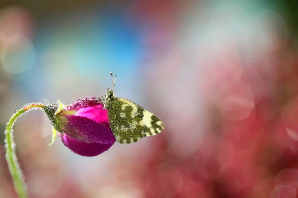 Vakker, ensom sommerfugl – stockfoto