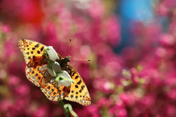 Dunia penuh warna kupu-kupu — Stok Foto