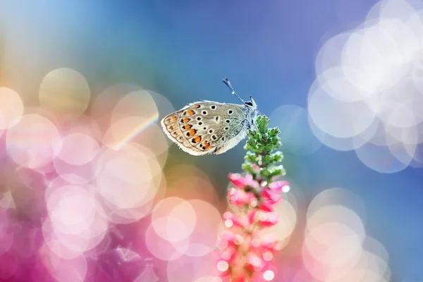 O mundo colorido das borboletas — Fotografia de Stock