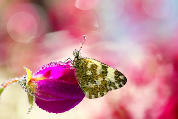 Schmetterling aus meinem Garten — Stockfoto