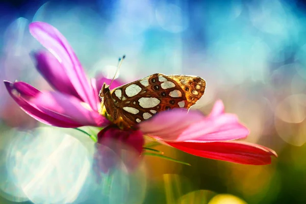 Butterfly from my garden — Stock Photo, Image