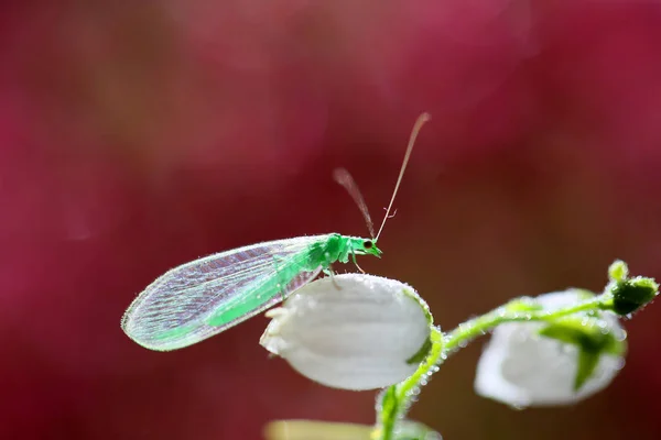 Raubtier auf rotem Hintergrund — Stockfoto