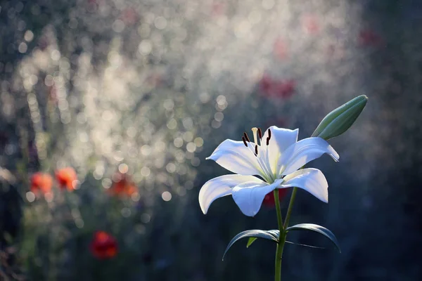 Lily olor a noche blanca . —  Fotos de Stock