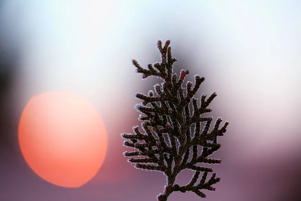 Kleiner Baum bei Sonnenuntergang — Stockfoto