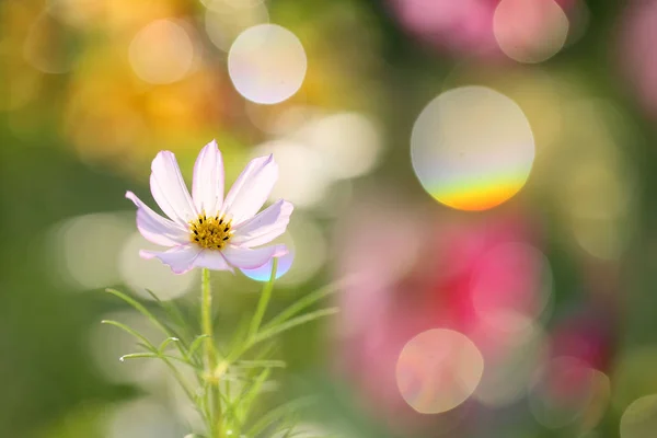 Verão bela flor — Fotografia de Stock