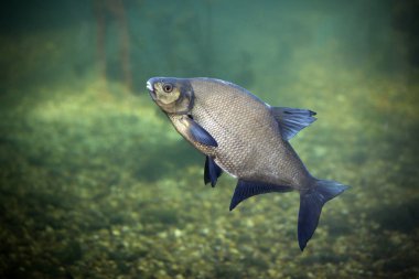 Bream is a freshwater fish clipart