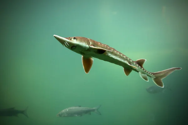 Lo storione è un pesce raro nei laghi — Foto Stock