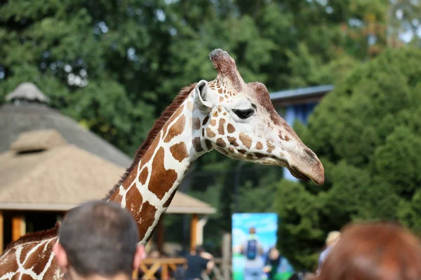 La cabeza de la jirafa en el zoológico — Foto de Stock