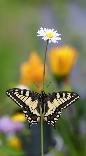 A borboleta senta-se calmamente e espera — Fotografia de Stock