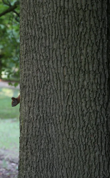 Schattige eekhoorn op zoek met nieuwsgierigheid — Stockfoto