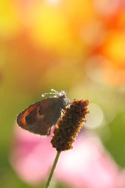 Schmetterling in Tau gebadet — Stockfoto