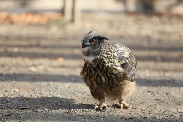 Un búho grande camina por el bosque — Foto de Stock