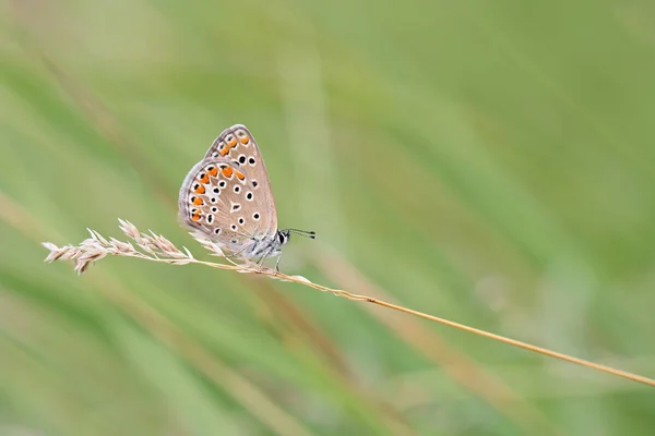 Butterfly resting before departure — Stock Photo, Image