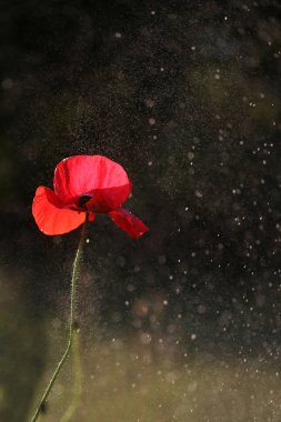 Red lonely poppy