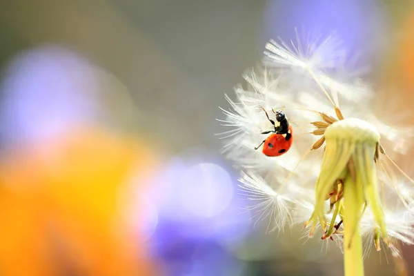 Ladybug looking parachute — Stock Photo, Image
