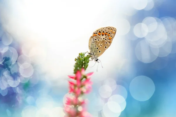 Kleine snelle vlinder — Stockfoto