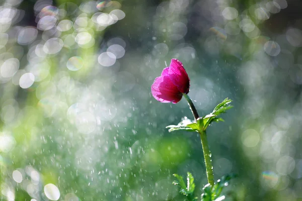 In mijn tuin groeien mooie bloemen — Stockfoto