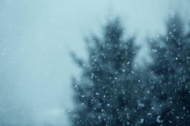 Kar yağışı ormandaki ağaç üzerinde