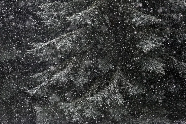 Snöfall på trädet i skogen — Stockfoto