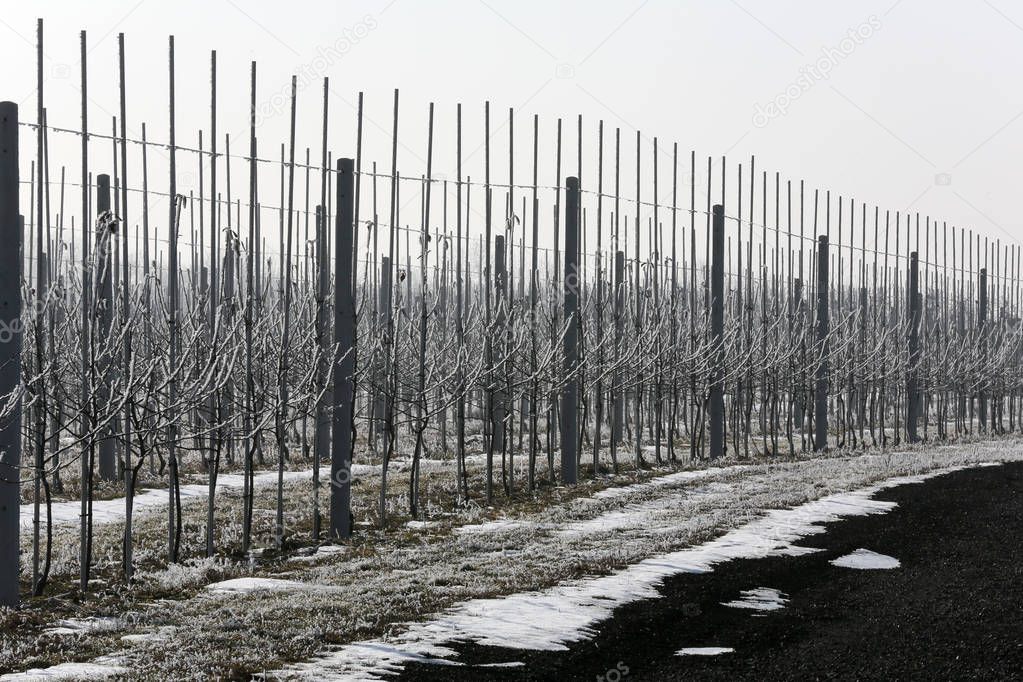 Orchard winter season.