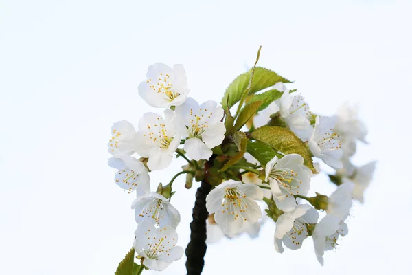 Fleurs printanières d'arbres fruitiers — Photo