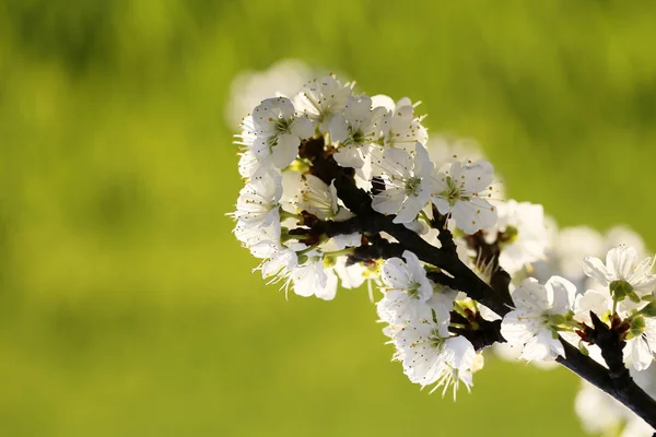 Gyümölcsfák tavaszi virágok — Stock Fotó