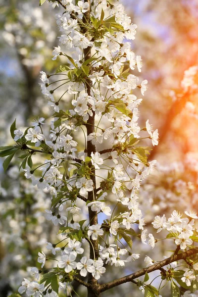 Flores de primavera de árboles frutales — Foto de Stock