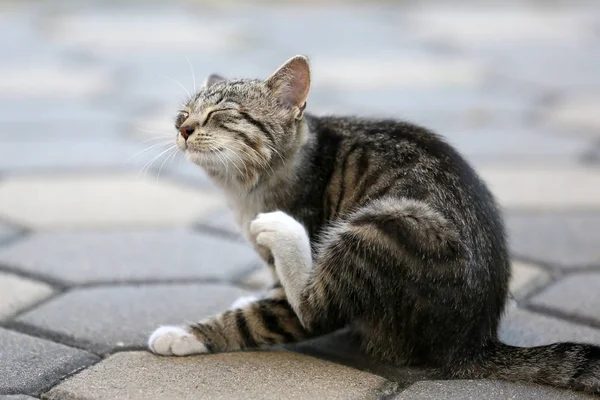 Giovane gattino amabile — Foto Stock