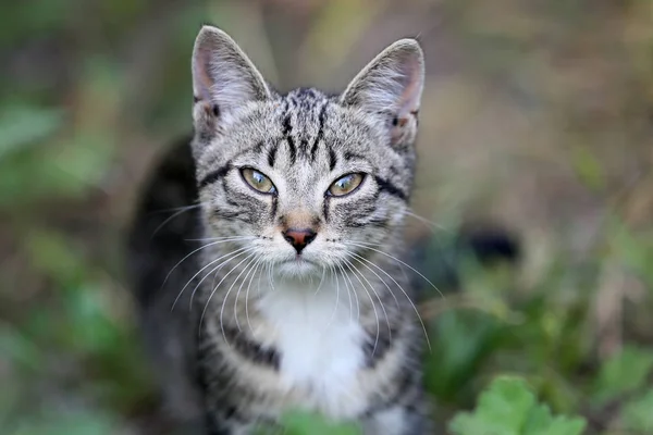 Giovane gattino amabile — Foto Stock