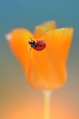 Bir küçük kırmızı uğur böceği