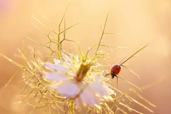 Ein kleiner roter Marienkäfer — Stockfoto