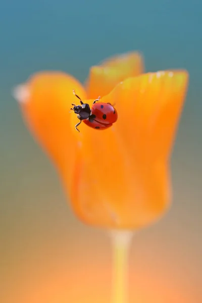 Ein kleiner roter Marienkäfer — Stockfoto