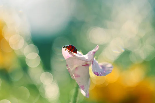 Insecten uit mijn tuin — Stockfoto