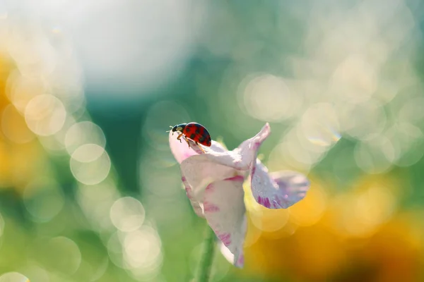 Insectos de mi jardín —  Fotos de Stock