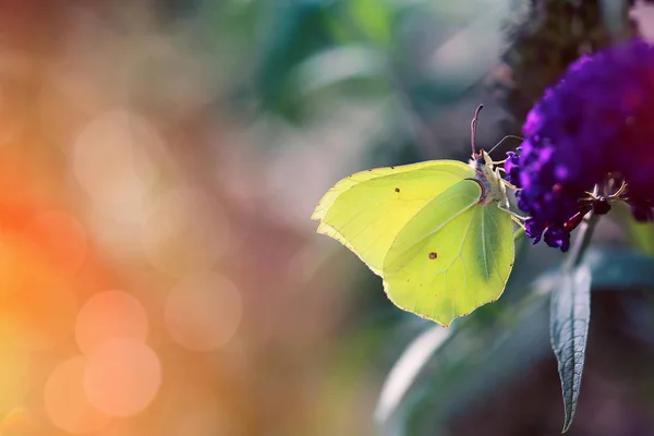 Butterfly från min trädgård — Stockfoto
