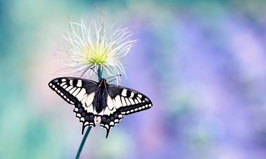 Swallowtail kelebek 1