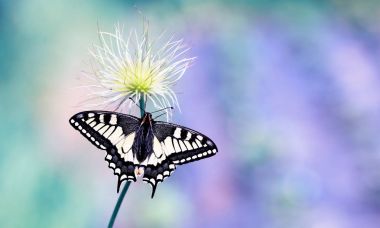 Swallowtail butterfly 1 clipart