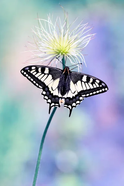 Swallowtail butterfly 1 — Stock Photo, Image