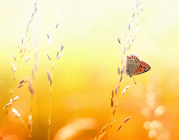 Butterfly uit mijn tuin — Stockfoto