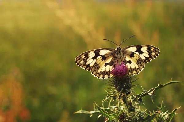 Schmetterling aus meinem Garten — Stockfoto