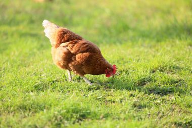 Ücretsiz aralığı tavuk