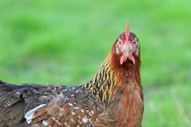 Ücretsiz aralığı tavuk