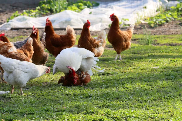 Poules de plein air — Photo