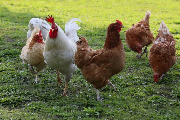 Hens from free range — Stock Photo, Image