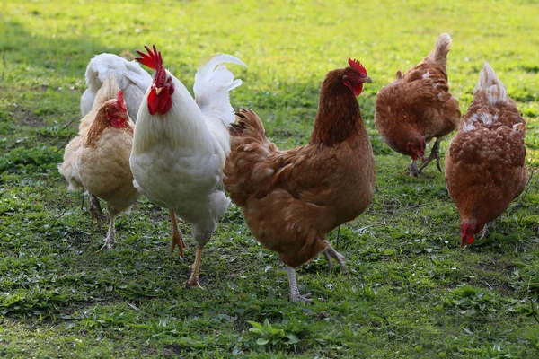 Poules de plein air — Photo