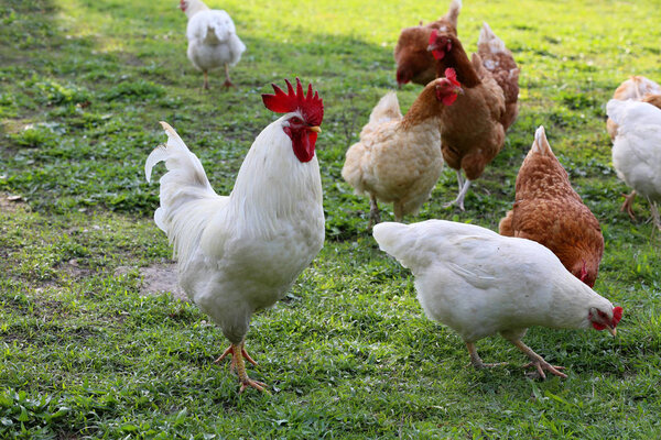 Hens from free range