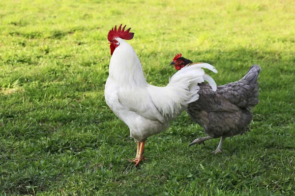 Hens from free range — Stock Photo, Image