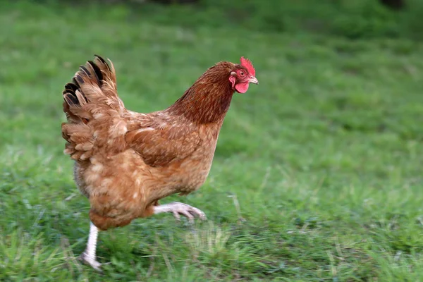 Poules de plein air — Photo