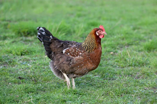 Hens from free range — Stock Photo, Image